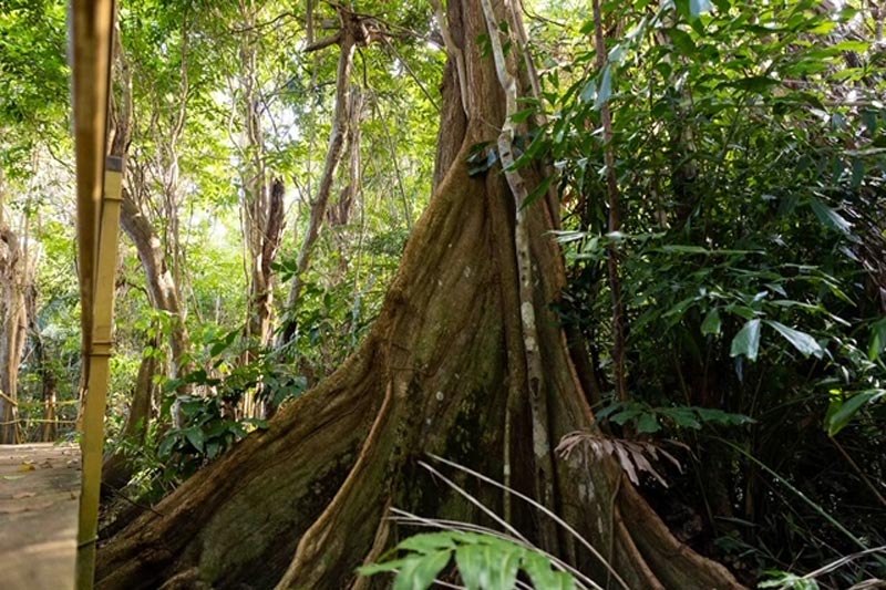 Arbol Peterocarpus