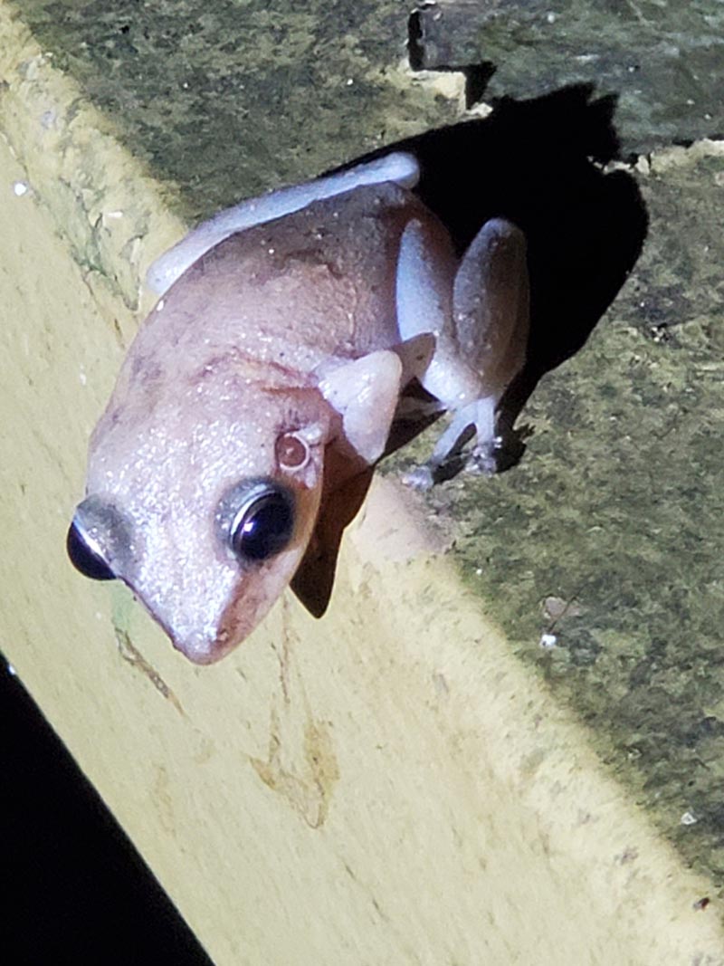 el coqui