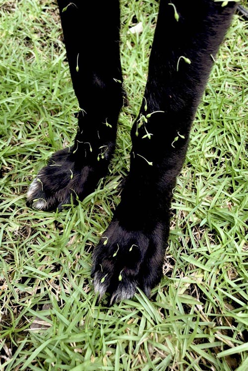 dispersion-animal